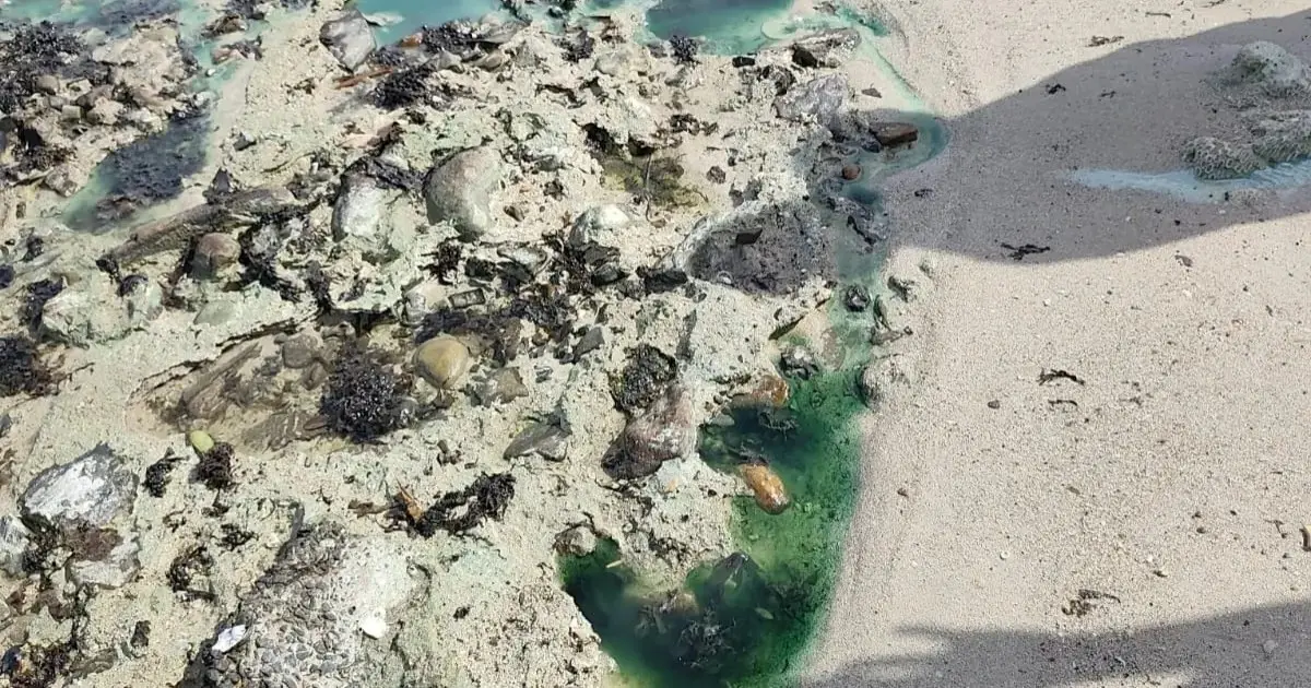 Polícia Federal abre inquérito para investigar manchas em praia de Salvador