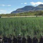 Segunda fase da Operação Raízes Ocultas erradica 300 mil pés de maconha em Ibitiara | SSP