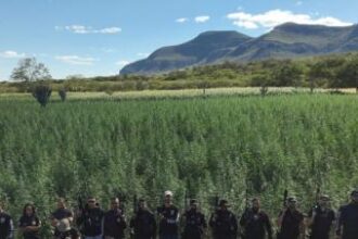Segunda fase da Operação Raízes Ocultas erradica 300 mil pés de maconha em Ibitiara | SSP