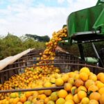 Bahia articula expansão da citricultura com foco em agroindústria e novos mercados