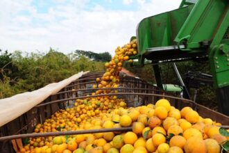 Bahia articula expansão da citricultura com foco em agroindústria e novos mercados