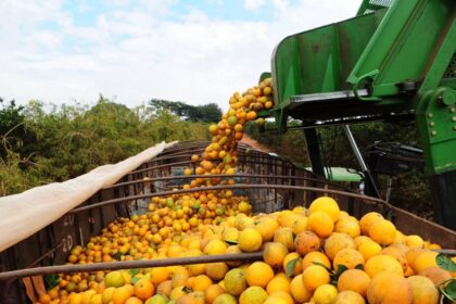 Bahia articula expansão da citricultura com foco em agroindústria e novos mercados