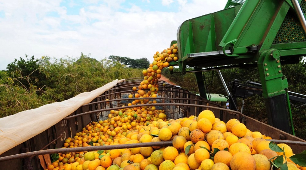 Bahia articula expansão da citricultura com foco em agroindústria e novos mercados
