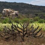 Meio Ambiente - geral - semiárido caatinga vegetação sertão Nordeste nordestino (Tucano-BA)