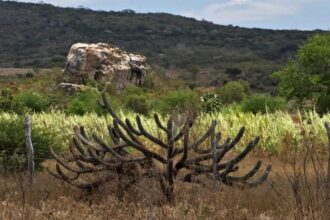 Meio Ambiente - geral - semiárido caatinga vegetação sertão Nordeste nordestino (Tucano-BA)