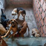 Homem é preso por suspeita de realizar eutanásia ilegal de cães em Feira de Santana