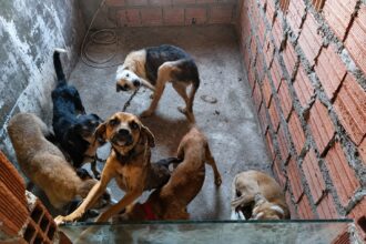 Homem é preso por suspeita de realizar eutanásia ilegal de cães em Feira de Santana