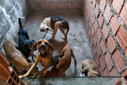 Homem é preso por suspeita de realizar eutanásia ilegal de cães em Feira de Santana