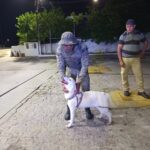 PM resgata cão em risco de atropelamento em Barra do Jacuípe