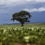 Crédito rural financiou R$ 92,4 bi em áreas com alertas ambientais