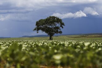 Crédito rural financiou R$ 92,4 bi em áreas com alertas ambientais