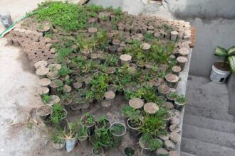 Operação encontra 3 mil pés de maconha e prende suspeito