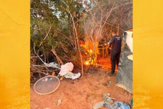 Polícia Civil encontra plantação e apreende 1,5 tonelada de maconha em Morro do Chapéu