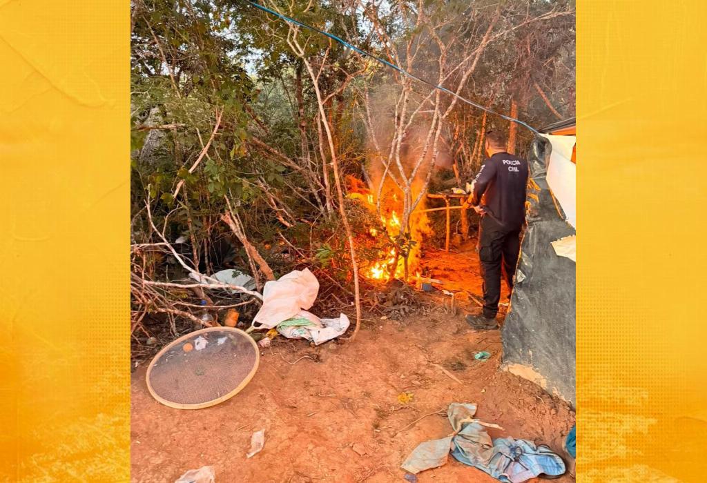 Polícia Civil encontra plantação e apreende 1,5 tonelada de maconha em Morro do Chapéu