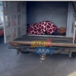 Traficante apontado como líder do tráfico no bairro da  Maria Preta em SAJ, morre em confronto com a Rondesp em Salvador