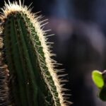 Turismo na Caatinga destaca a diversidade do único bioma exclusivamente brasileiro