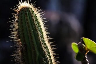 Turismo na Caatinga destaca a diversidade do único bioma exclusivamente brasileiro
