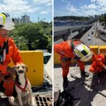 Cachorro preso em viaduto é resgatado por Corpo de Bombeiros