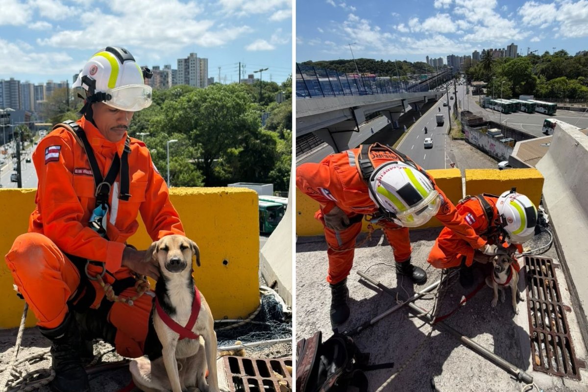 Cachorro preso em viaduto é resgatado por Corpo de Bombeiros