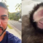 Marcell Moraes acusa vizinho de matar macaco em condomínio; Inema apura causa da morte